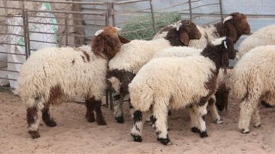 ”الزراعة:” تطرح أضاحى العيد بأسعار تقل عن السوق بنسبة 20%