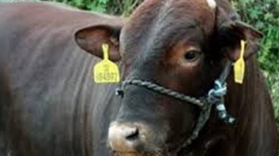 كيف يقسم ”عجل” الأضحية علي المشتركون فيه؟