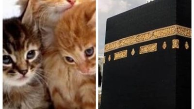 تذهب لأداء فريضة الحج.. حكاية اختفاء القطط أول أيام عيد الأضحى !