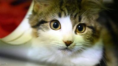 قصة إصابة أول حيوان أليف بكورونا