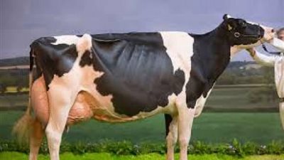 مركز الأزهر العالمي للفتوى يكشف حكم ذبح الأضحية الحامل