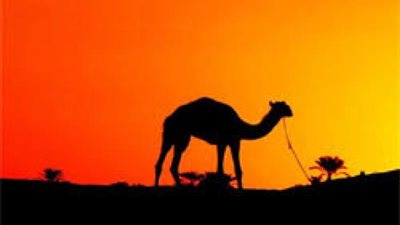 ”ترك له الحبل على الغارب”..اعرف قصة المثل