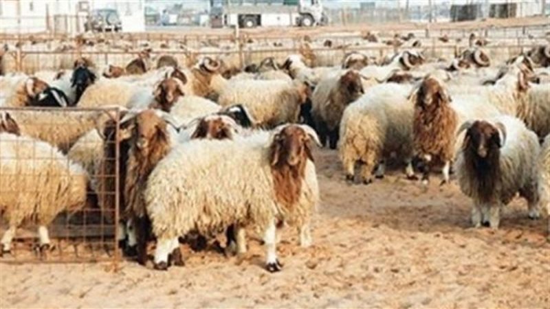الأضحية