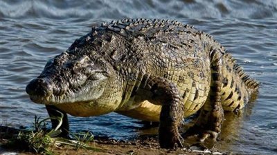 بعد اختفائه في ظروف غامضة.. العثور على صياد بين أنياب تمساح ضخم