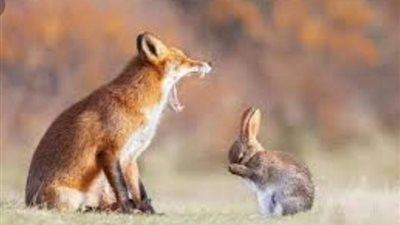 عملية سرقة بين أرنب وثعلب وراء مثل ”في بيته يؤتي الحكم”