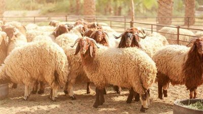 «موشن جرافيك».. دار الإفتاء: الأضحية شرعت لشكر الله على نعمه وإحياءً لسنة نبينا إبراهيم‎