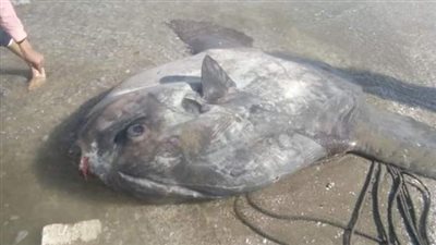 «مش هتصدق عينيك» مخلوق فضائي.. كل ما تريد معرفته عن سمكة الشمس