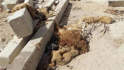 قبل العيد.. دار الإفتاء توجه رسالة للمواطنين بخصوص «مخلفات الأضاحي»