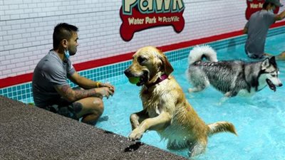 حديقة مائية للكلاب في دبي.. معلومات لا تعرفها عن «أكوابارك»