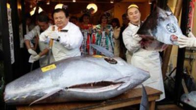 «مهددة بالإنقراض».. كل ما تريد معرفته عن أغلى سمكة بالعالم