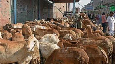 الزراعة تشن حملات مكبرة بالتنسيق مع الأمن لاستهداف أماكن بيع اللحوم الحية