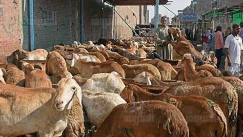 سوق الخراف .. أرشيفية