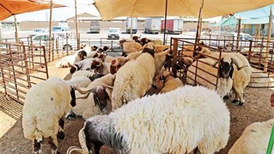 تعرف على خطة البيئة لمنع انتشار مخلفات ذبح الأضاحى