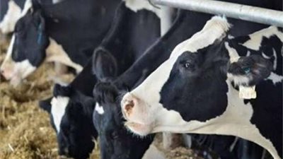 الرقابة على الصادرات والواردات تستقبل 82 ألف و401 رأس حيوانات حية