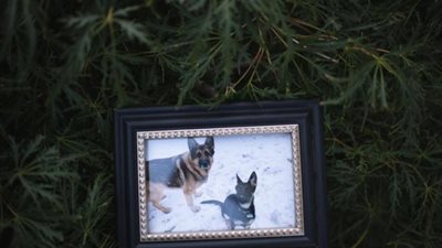 اسمه بادي.. وعمره 7 سنوات ومالكه  ”حزين ومش مصدق ”..معلومات مثيرة عن أول كلب توفي بكورونا