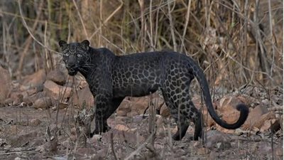 بعد ظهوره النادر بمحمية هندية.. كل ما تريد معرفته عن «الفهد الأسود»