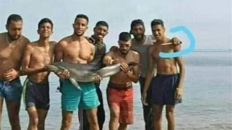 دولفين