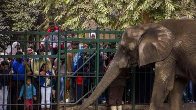 حديقة حيوان الجيزة تستعد لاستقبال الزائرين