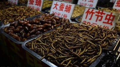 مفاجأة.. خروج ديدان من الأراضى السعودية ..تعرف على السبب