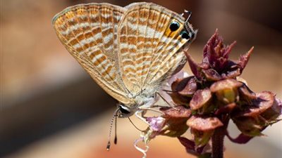 أكاديمية البحث العلمي تطلق الموسم الثاني لمسابقة الصور العلمية لعام 2021