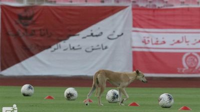 ”كلب” يخطف الأضواء من فوز الشباب على الوحدة بثلاثية