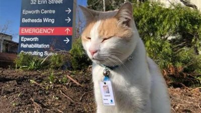 وظائف آخر زمن.. قط يثير سخرية السوشيال ميديا بعد تعيينه حارس أمن لمستشفى