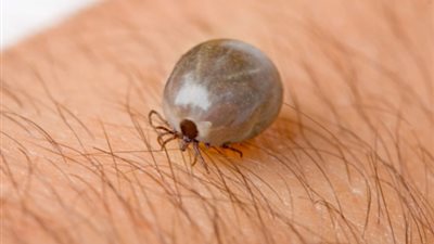 احترسى من حشرة القراد.. كل ما تريد معرفته عن الفيروس الصينى الجديد «بونيا»