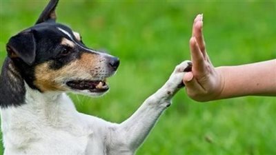 هل تصح الصلاة بعد لمس الكلاب؟ .. الإفتاء تجيب