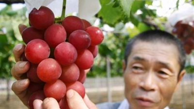 سعرها يتعدى الـ 15 ألف دولار.. معلومات لا تعرفها عن أغلى الفواكه في العالم