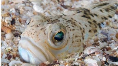 مش هتصدق.. ظهور أسماك مميتة على شواطئ بريطانيا