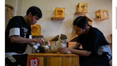 آخر تقاليع كورونا.. مقهى مخصص للقطط لتناول القهوة