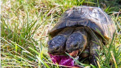 بمناسبة عيد ميلادها الـ 23 .. كل ما تريد معرفته عن السلحفاة ذات الرأسين
