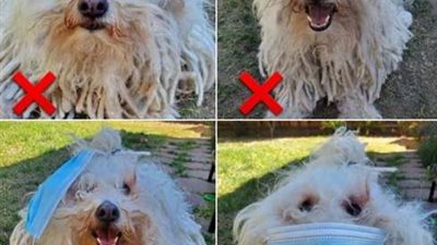 ما هى الطريقة الصحيحة لارتداء الكمامة؟.. كلب زوكربيرج يجيب