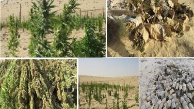 تعرف على نتائج الحملة الأمنية المكبرة لمكافحة الزراعات المخدرة بالإسماعيلية