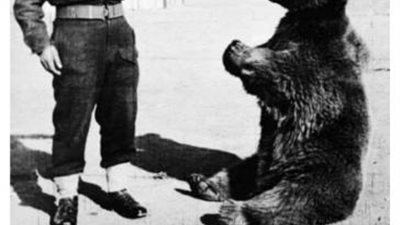 بالصور ..نرصد حكاية أغرب محارب فى العالم .. ”دب ” برتبة عريف