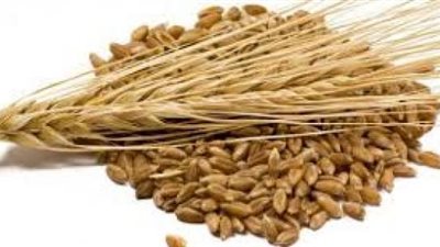 الوقاية من هشاشة العظام والسرطان .. فوائد مذهلة لا تعرفها عن الشعير