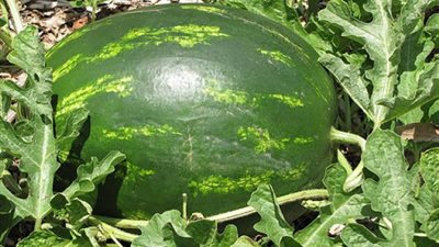 تعرف على حقيقة انتشار بطيخ مسمم فى الأسواق