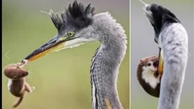 معركة مثيرة بين سرعوب وطائر ضخم تشعل مواقع التواصل الاجتماعي