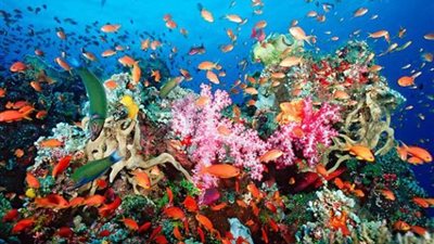 «رأس محمد».. معلومات لا تعرفها عن ثانى أهم محمية طبيعية على مستوى العالم