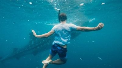 شاهد.. معركة حامية بين رجل وقرش مفترس من أجل إنقاذ زوجته