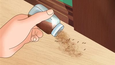 تخلصى من النمل وحشرات الصيف نهائيًا بهذا المكون السحري