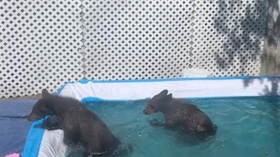 مش هتصدق.. العثور على دببة تلهو فى حمام السباحة بأحد منازل أمريكا