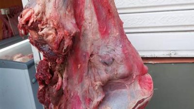 شاهد.. «الجيزة» تضبط أطنان من اللحوم والدواجن والأسماك الفاسدة بهذه المناطق