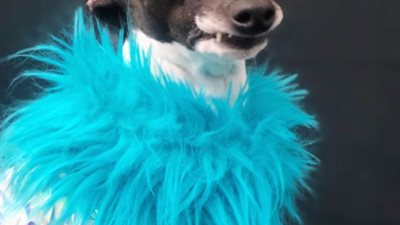 ملامحها سر شهرتها.. كلبة تتصدر السوشيال ميديا بسبب إطلالتها