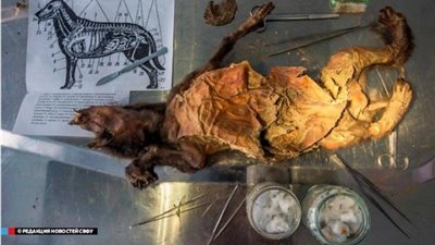 ما هى حكاية الكلب المجمد الذى عثر عليه بعد 14 ألف عام؟.. إليك التفاصيل