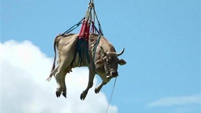 تريند السوشيال ميديا.. ما هى حكاية البقرة الطائرة فوق جبال الألب؟