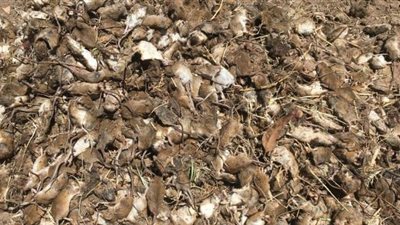 طاعون الفئران يهدد أستراليا بالمجاعة