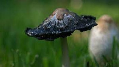 هؤلاء الأشخاص أكثر عرضة للإصابة بالفطريات