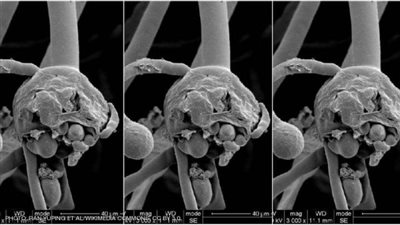 الفطر الأسود.. الرئاسة توجه رسالة عاجلة إلي المصريين