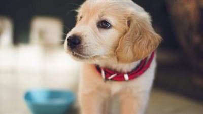 قصة حياة.. رحلة إنقاذ كلب صغير